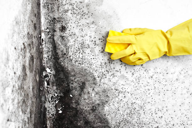 Best Basement Mold Removal  in Jerseyvle, IL